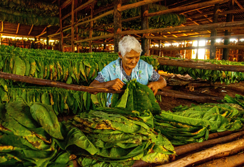 Cuba et son patrimoine agricole : des traditions du tabac à la diversité des plantes cultivées