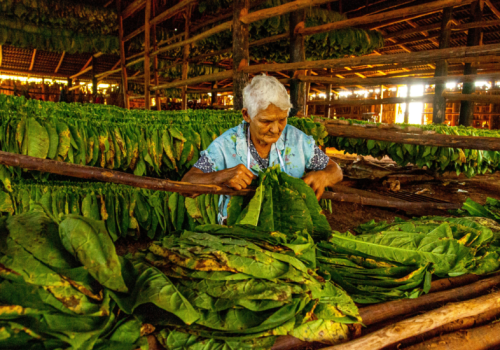 Cuba et son patrimoine agricole : des traditions du tabac à la diversité des plantes cultivées